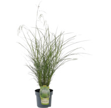 Iarbă de pampas chinezească în ghiveci