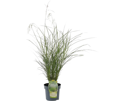 Iarbă de pampas chinezească în ghiveci