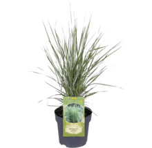 Iarbă de pană Calamagrostis x acutiflora în ghiveci