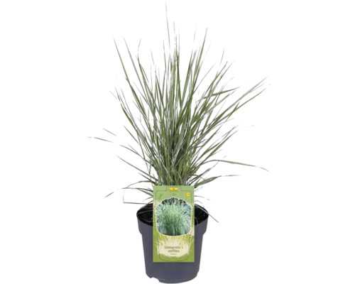 Iarbă de pană Calamagrostis x acutiflora în ghiveci