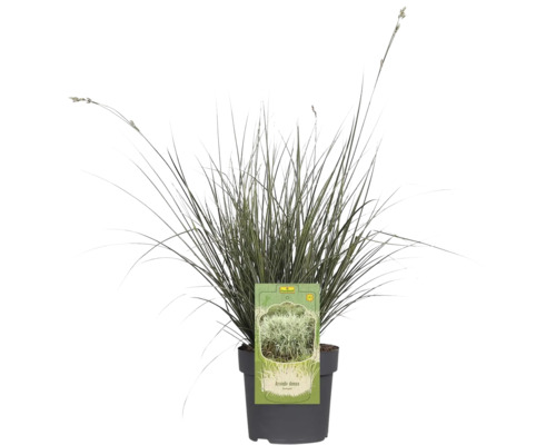 Arundo donax în ghiveci