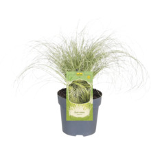 Ghiveci cu iarbă ornamentală Carex comans