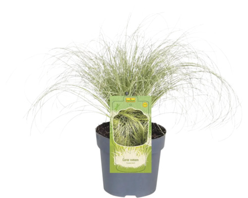Ghiveci cu iarbă ornamentală Carex comans