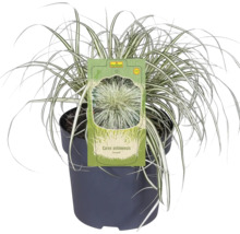 Carex oshimensis ''Evergold'' iarbă ornamentală în ghiveci