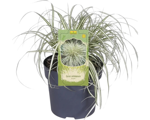 Carex oshimensis ''Evergold'' iarbă ornamentală în ghiveci