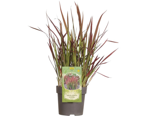 Iarbă roșie FloraSelf Imperata cylindrica var. koenig 'Red Baron' H 5-15 cm ghiveci Ø 14 cm Iarbă roșie FloraSelf Imperata cylindrica var. koenig 'Red Baron' H 5-15 cm ghiveci Ø 14 cm