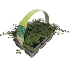 Acoperitor de sol Cotoneaster în tavă