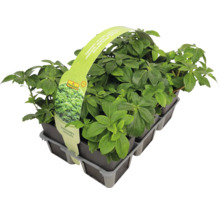 Plante de Pachysandra japoneză într-un suport