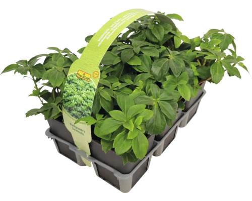 Plante de Pachysandra japoneză într-un suport