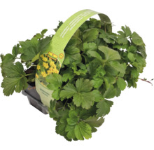 Waldsteinia ternata în ghiveci cu logo FloraSelf