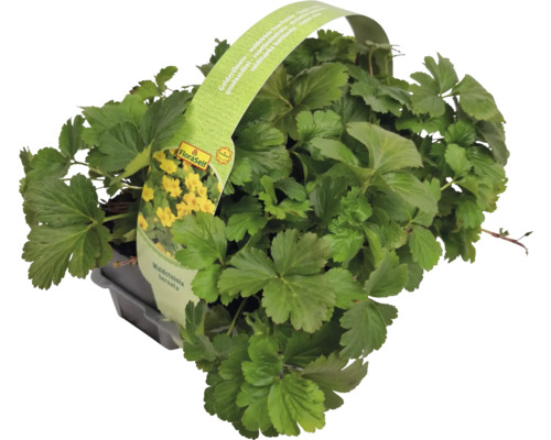 Waldsteinia ternata în ghiveci cu logo FloraSelf