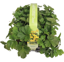 Plantă Waldsteinia ternata cu logo FloraSelf