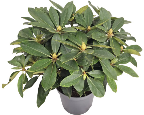 Rododendron în ghiveci cu frunze verzi și boboci de flori