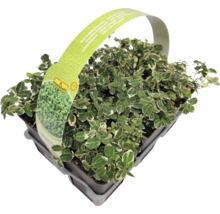 Ienupăr târâtor în ghiveci cu etichetă FloraSelf