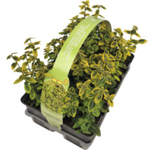 Euonymus târâtor în ghiveci cu etichetă FloraSelf