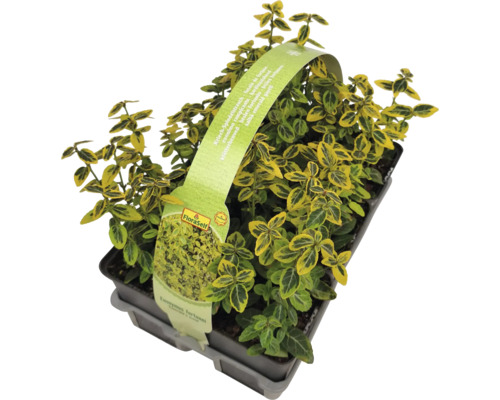 Euonymus târâtor în ghiveci cu etichetă FloraSelf