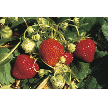 Bio Căpşuni FloraSelf Bio Fragaria x ananassa 'Mara des Bois' ghiveci Ø 9 cm