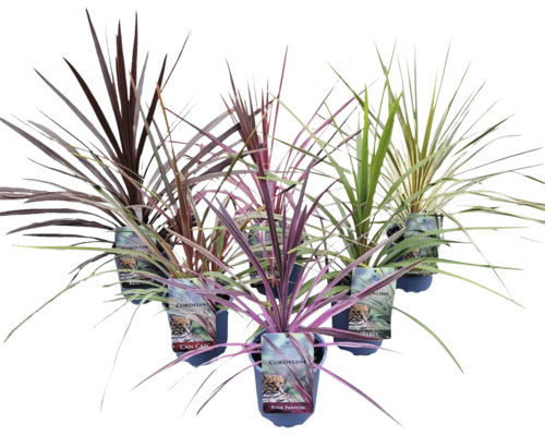 Crin Exclusive Mix FloraSelf Cordyline australis ghiveci Ø 17 cm diferite sortimente Crin Exclusive Mix FloraSelf Cordyline australis ghiveci Ø 17 cm diferite sortimente
