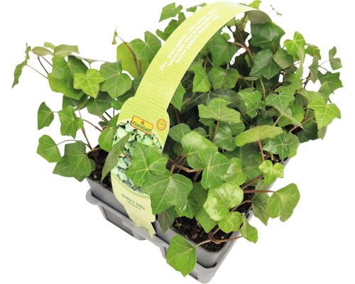 Plantă de iederă în ghiveci