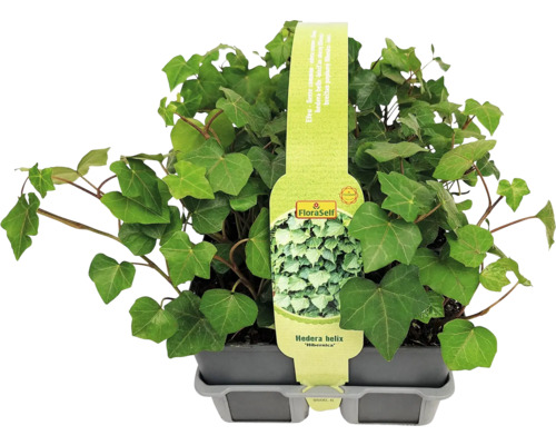 Iederă în ghiveci de tip Hedera helix ''Hibernica'' de la FloraSelf