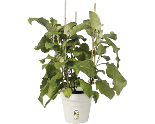 Plantă de vinete în ghiveci cu suporturi pentru plante