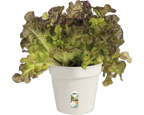 Salată verde într-un ghiveci