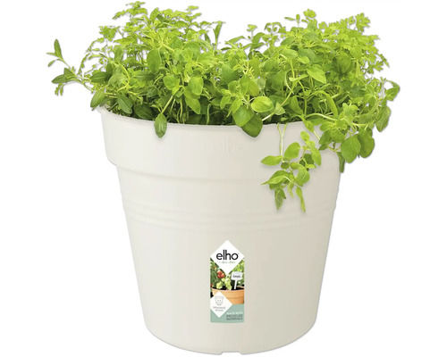 Ghiveci cu oregano în ghiveci de plastic alb