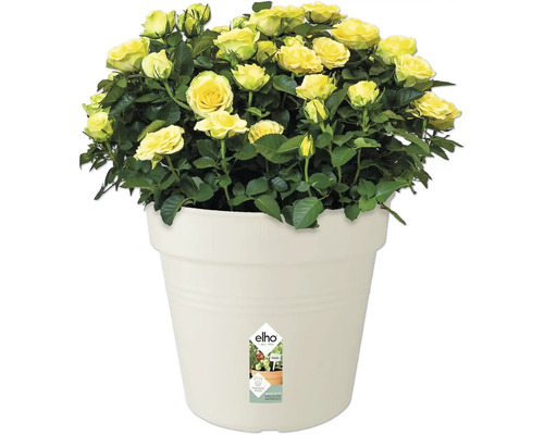 Trandafiri galbeni în ghiveci