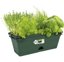 Jardinieră verde cu plante aromatice precum cimbru, pătrunjel, arpagic și busuioc