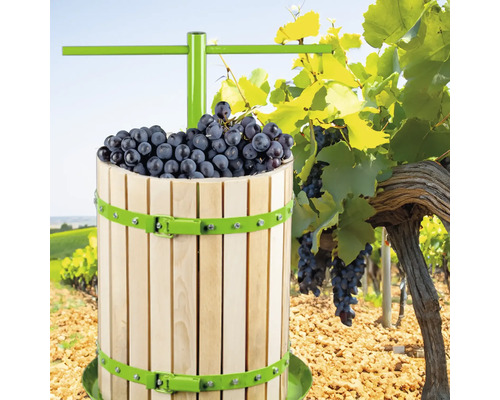 Presă de vin din lemn cu struguri într-o vie