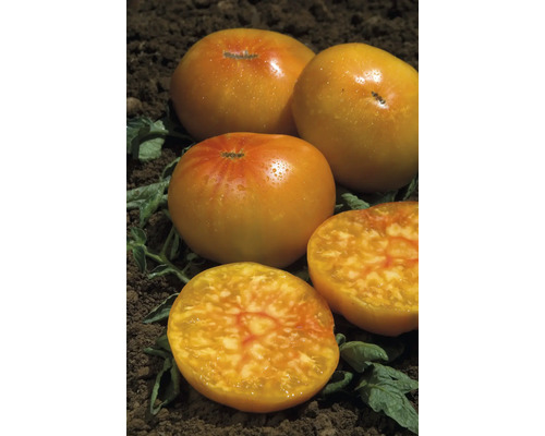 Roșii galbene pe pământ, întregi și tăiate pe jumătate.