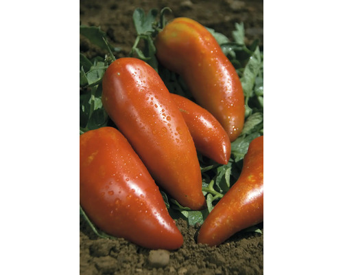 Roșii San Marzano pe pământ