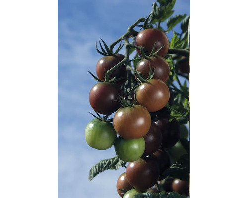 Tufă cu roșii închise la culoare