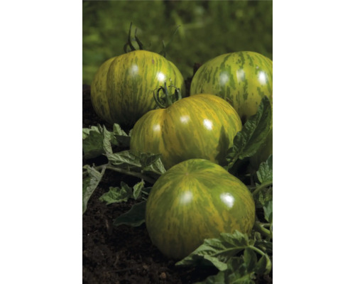 Mai multe roșii cu dungi verzi în grădina de legume.