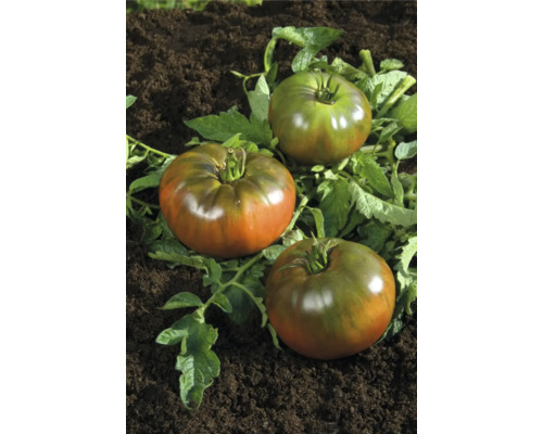 Trei roșii Black Krim pe pământ cu frunze