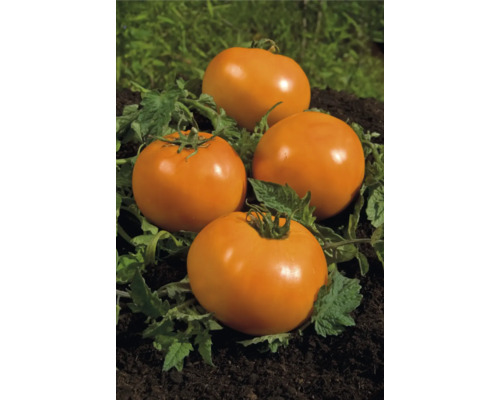 Patru roșii portocalii pe pământ cu frunze