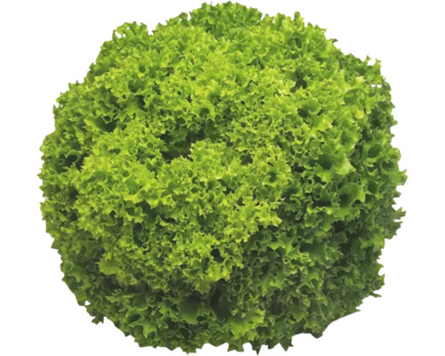 Salată verde