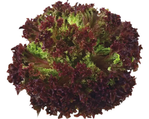 Salată Lollo Rosso