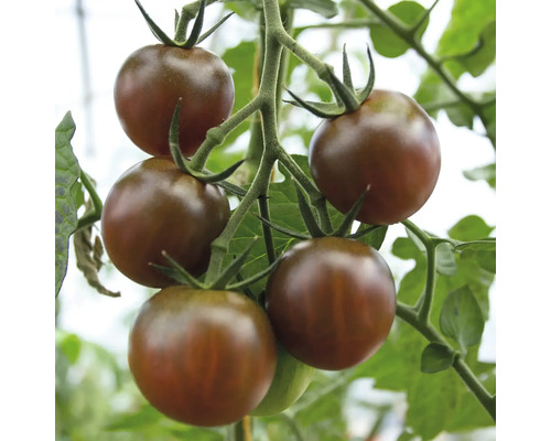 Tufă cu roșii cherry închise la culoare