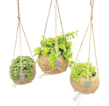 Trei ghivece suspendate din nucă de cocos cu plante verzi și suspensie cu frânghie