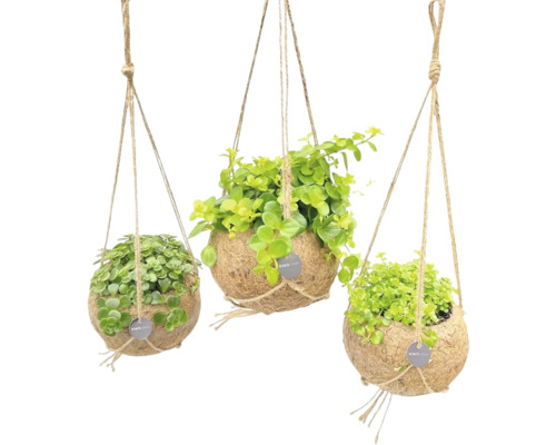 Trei ghivece suspendate din nucă de cocos cu plante verzi și suspensie cu frânghie