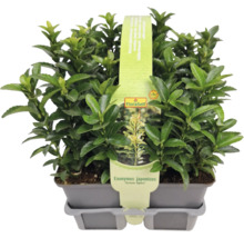 Euonymus japonicus ''Green Spire'' în ghiveci
