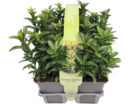 Euonymus japonicus ''Green Spire'' în ghiveci