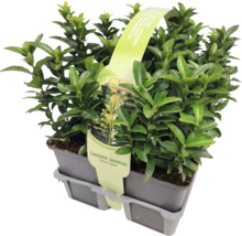 Euonymus japonicus în ghiveci