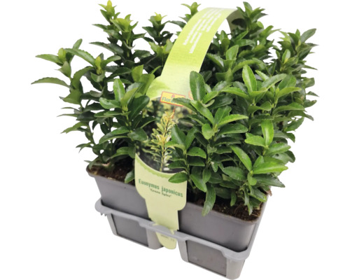 Euonymus japonicus în ghiveci