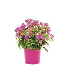 Plantă Bougainvillea într-un ghiveci