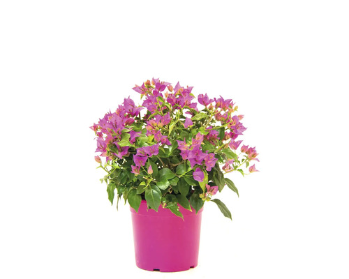 Plantă Bougainvillea într-un ghiveci