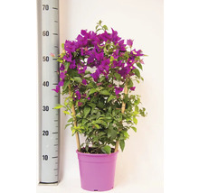 Bougainvillea cu flori violet într-un ghiveci