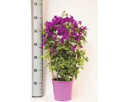 Bougainvillea cu flori violet într-un ghiveci