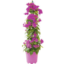Planta Bougainvillea în ghiveci